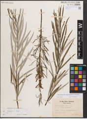 Foto von Salix eleagnos subsp. angustifolia (Cariot) Rech. f.